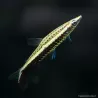 Poisson Crayon - Nannostomus Eques