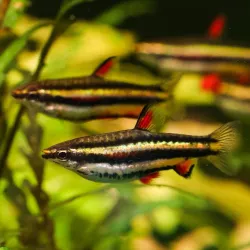 Poisson Crayon Nain - Nannostomus Marginatus