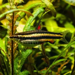 Längsbandzwergziersalmler - Nannostomus Marginatus