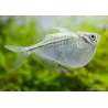 Poisson Hachette Argenté - Gasteropelecus Sternicla