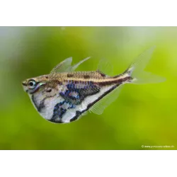 Poisson Hachette Marbré - Carnegiella Strigata