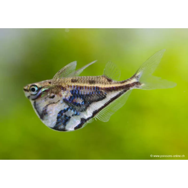 Poisson Hachette Marbré - Carnegiella Strigata