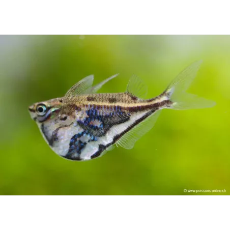 Poisson Hachette Marbré - Carnegiella Strigata