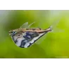 Poisson Hachette Marbré - Carnegiella Strigata