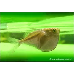 Poisson Hachette Platine - Thoracocharax Stellatus
