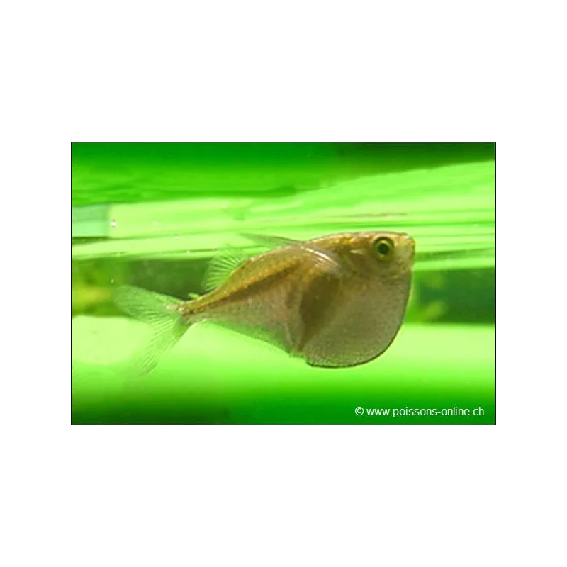 Platin Beilbauchfisch - Thoracocharax Stellatus