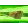 Platin Beilbauchfisch - Thoracocharax Stellatus