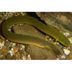 Poisson Roseau - Calamoichthys Calabaricus