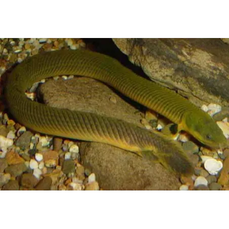 Poisson Roseau - Calamoichthys Calabaricus