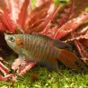 Poisson-Paradis - Macropodus Opercularis