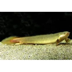 Senegal-Flösselhecht - Polypterus Senegalus