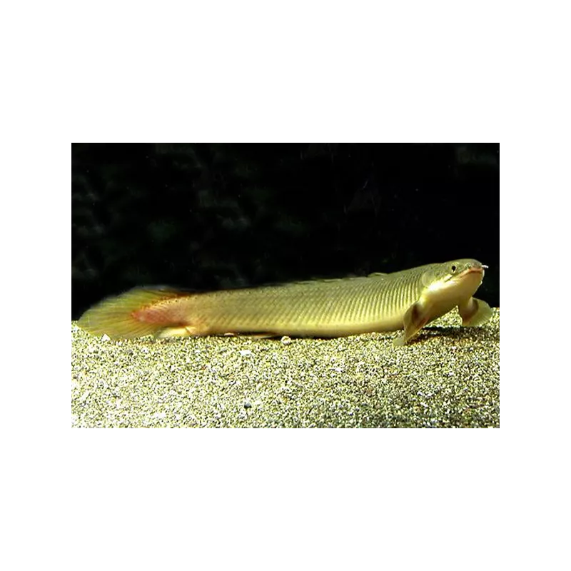 Polyptère Du Senegale - Polypterus Senegalus