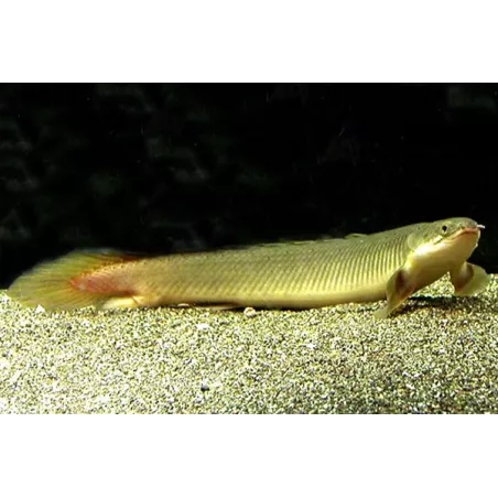 Senegale Polyptere - Polypterus Senegalus