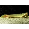 Senegale Polyptere - Polypterus Senegalus