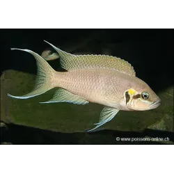 Principessa Di Burundi - Neolamprologus Brichardi