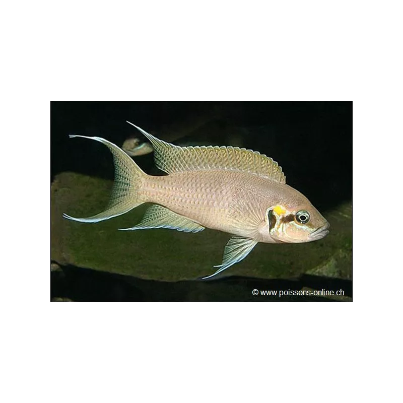 Prinzessin Von Burundi - Neolamprologus Brichardi
