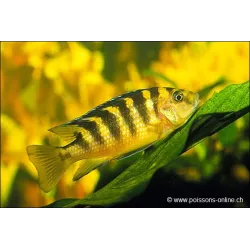 Pseudotropheus Chameleon - Pseudotropheus Crabro