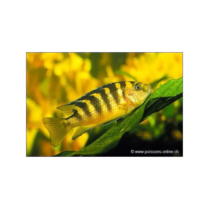 Pseudotropheus Chameleon - Pseudotropheus Crabro
