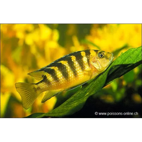 Pseudotropheus Chameleon - Pseudotropheus Crabro