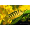 Chamaeleonbuntbarsch - Pseudotropheus Crabro