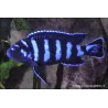 Pseudotropheus Demasoni - Pseudotropheus Demasoni