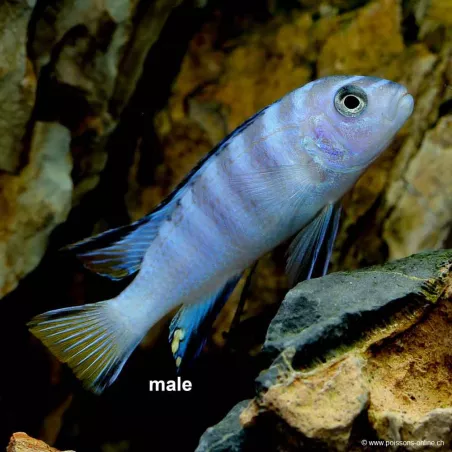 Pseudotropheus Elongatus Mpanga - Pseudotropheus Elongatus Mpanga