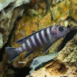 Pseudotropheus Elongatus Mpanga - Pseudotropheus Elongatus Mpanga