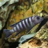 Pseudotropheus Elongatus Mpanga - Pseudotropheus Elongatus Mpanga