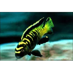 Pseudotropheus Flavus - Pseudotropheus Flavus