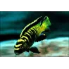 Pseudotropheus Flavus - Pseudotropheus Flavus