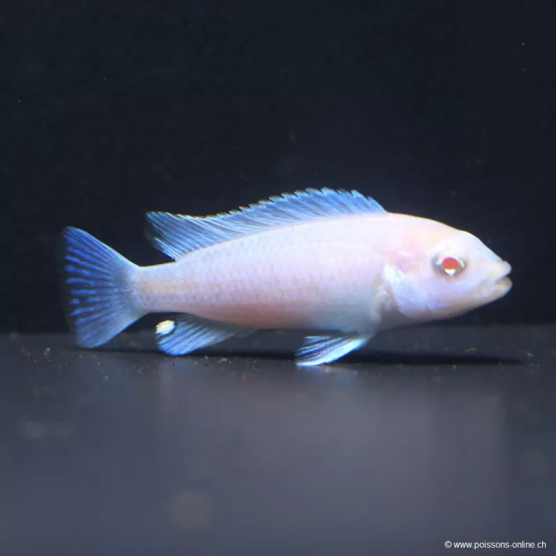 Pseudotropheus Scolofi Biancaneve - Pseudotropheus Socolofi Albinos