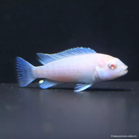 Pseudotropheus Scolofi Biancaneve - Pseudotropheus Socolofi Albinos