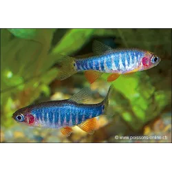 Rasbora À Raies Bleu - Danio Erythromicron
