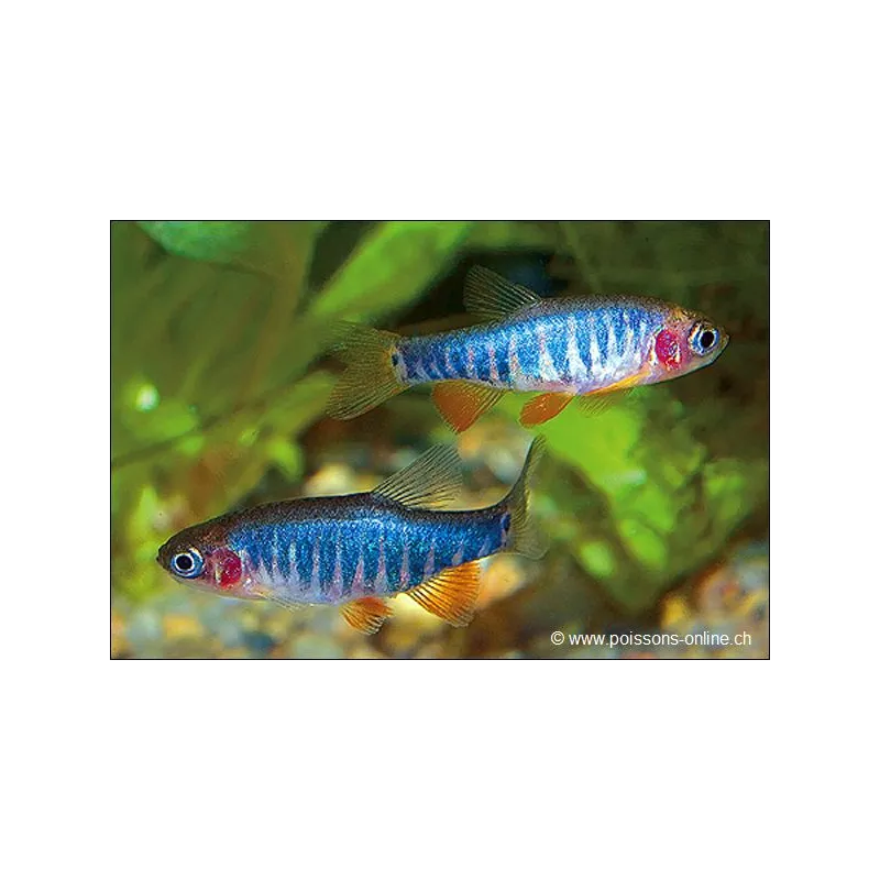 Rasbora À Raies Bleu - Danio Erythromicron