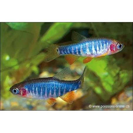 Rasbora À Raies Bleu - Danio Erythromicron