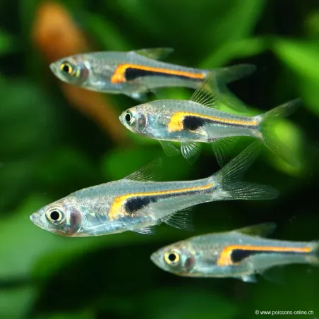 Hengel Rasbora - Trigonostigma Hengeli
