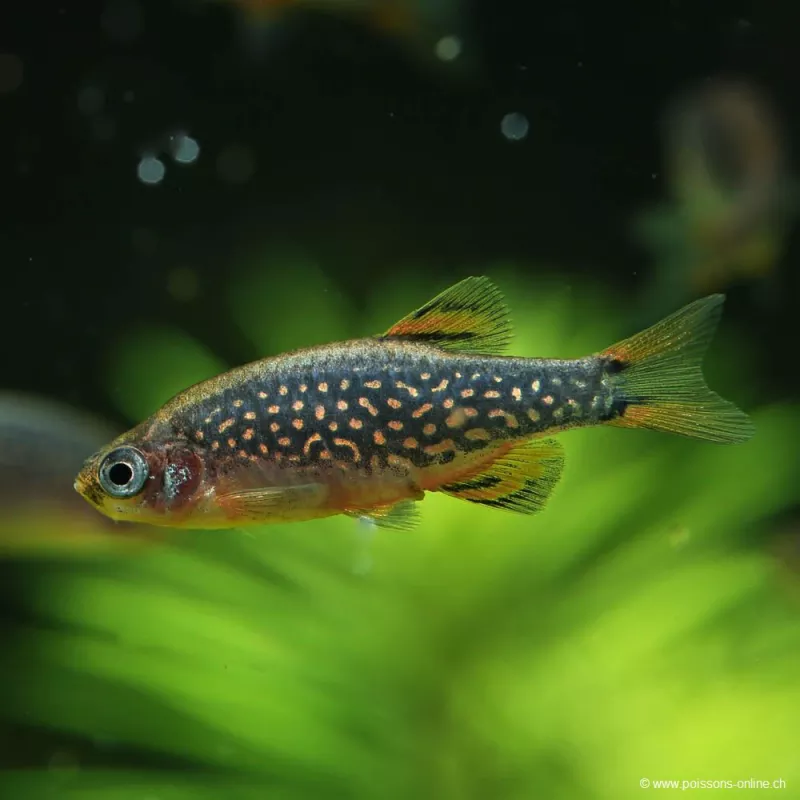 Rasbora Galaxie - Danio Margaritatus