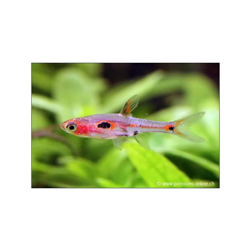 Rasbora Merah - Rasbora Merah