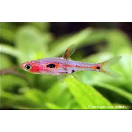 Rasbora Merah - Rasbora Merah