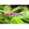 Merah Zwergbärbling - Rasbora Merah