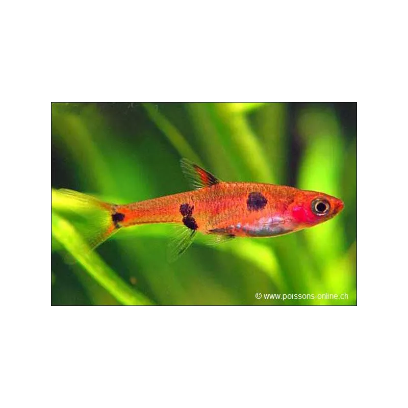 Rasbora Nain - Rasbora Maculata