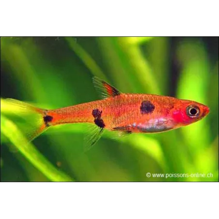 Rasbora Nain - Rasbora Maculata