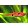 Zwergbärbling - Rasbora Maculata