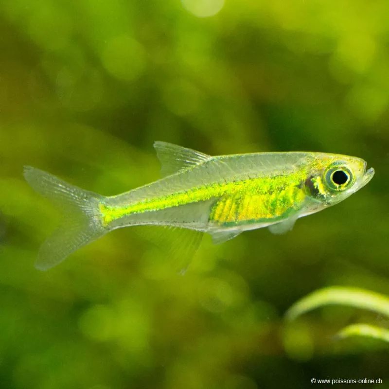 Rasbora Vert - Rasbora Kubotai