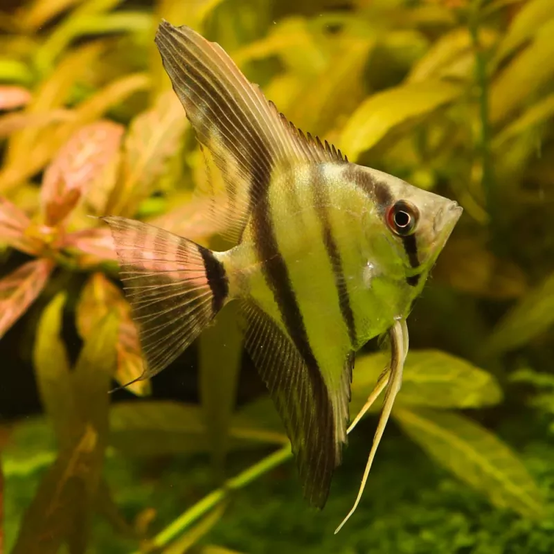 Amazon Scalar - Pterophyllum Scalare Amazone