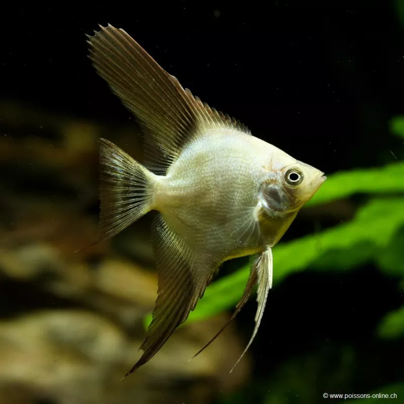 Scalaire Blushing Bulgarian - Pterophyllum Scalare