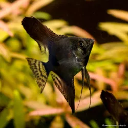 Skalare Schwarz - Pterophyllum Scalare