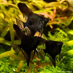 Scalare Nero - Pterophyllum Scalare