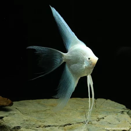 Skalare Platinium Schleier - Pterophyllum Scalare