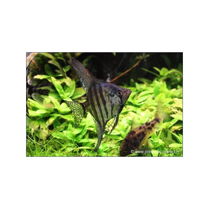 Scalaire Zebré Fumé - Pterophyllum Scalare